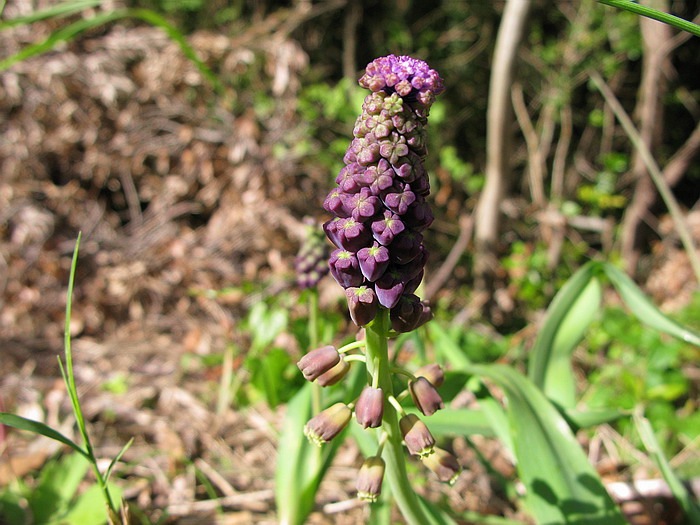 Muscari comosum